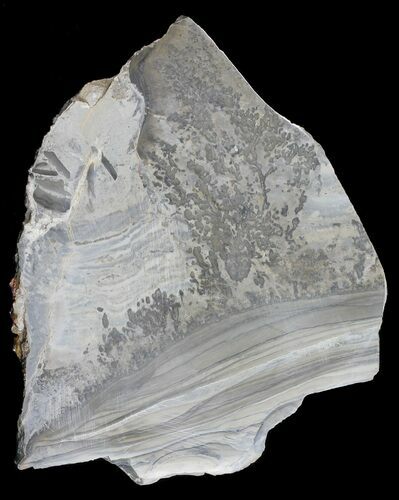 Triassic Aged Stromatolite Fossil - England #56165